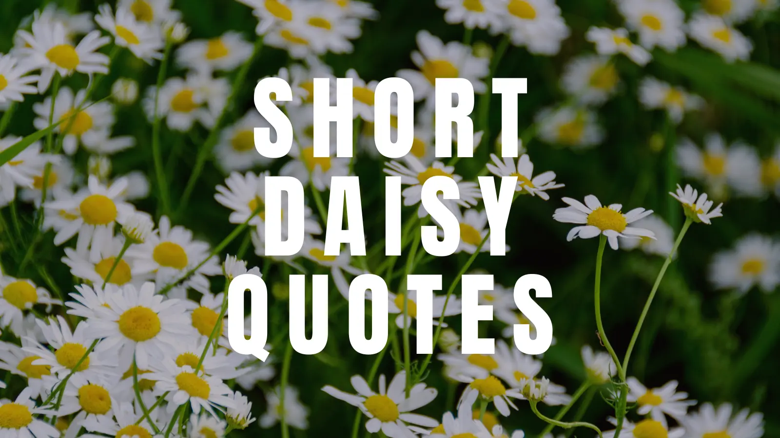 47 Daisy Quotes That Capture Their Simple Beauty