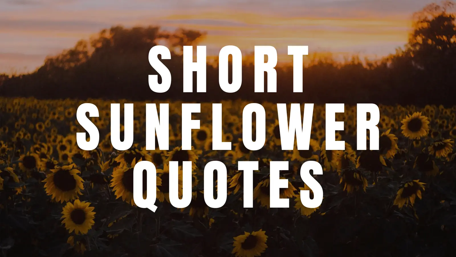 sunflower quotes